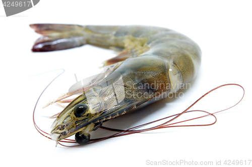 Image of Fresh raw prawns