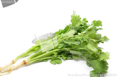 Image of Fresh coriander bunch