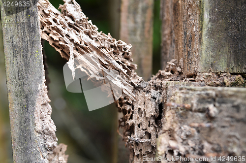 Image of Damage wood eaten by termite