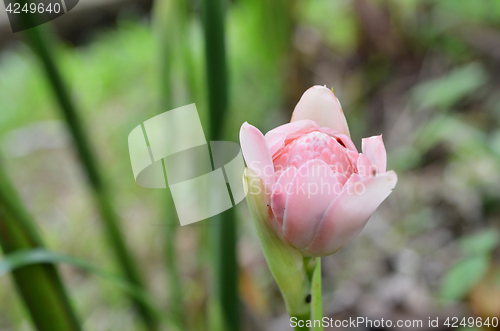 Image of Etlingera elatior flower in the garden