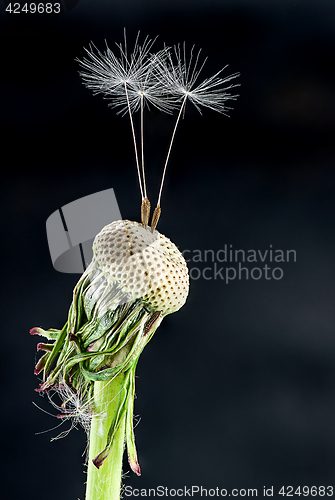 Image of Dandelion with some feather