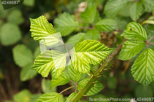 Image of Green Leaves Background