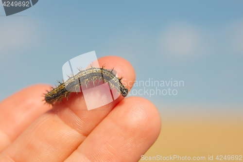 Image of Caterpillar crawling on fingers