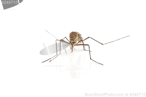 Image of Mosquito on white surface