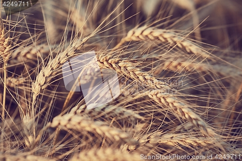 Image of Wheat field detail