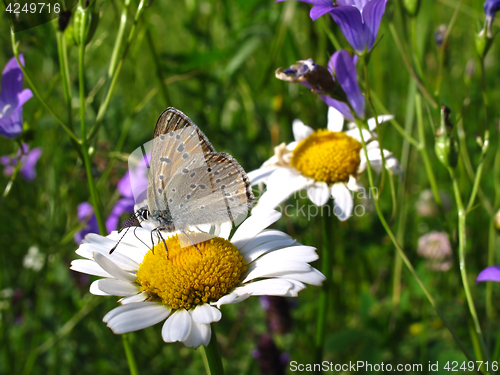Image of Beautiful butterfly on a chamomile flower