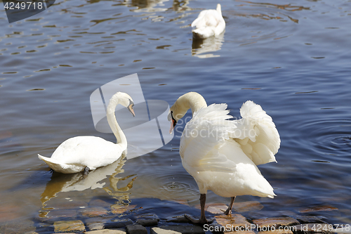 Image of Beautiful white swans 