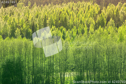 Image of Background With Green Spring Forest