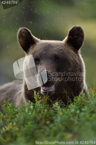 Image of Brown bear portrait. Bear face.