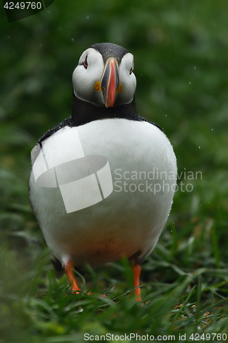 Image of Puffin in the rain. Puffin portrait.