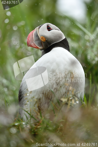Image of Puffin in the rain. Puffin portrait.