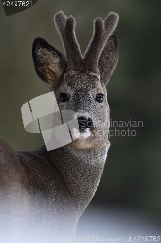 Image of Roebuck portrait. Roe deer portrait. Wild animal portrait. Roebuck with horns.