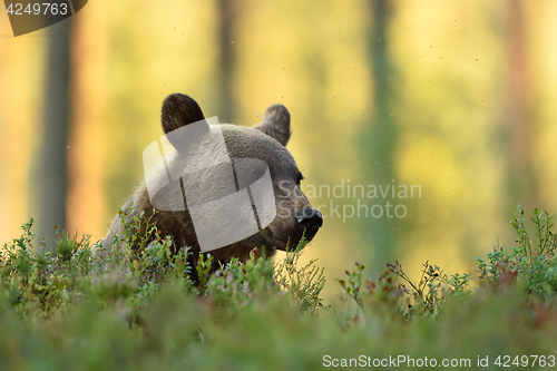 Image of Brown bear resting in forest with forest background