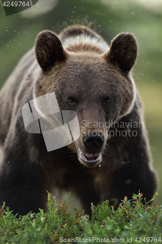 Image of Watch Out for the Bear. Approaching Bear.