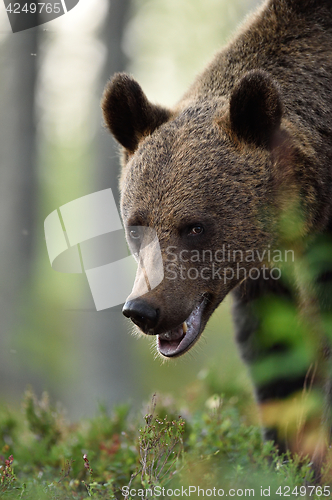 Image of Watch Out for the Bear. Bear portrait.