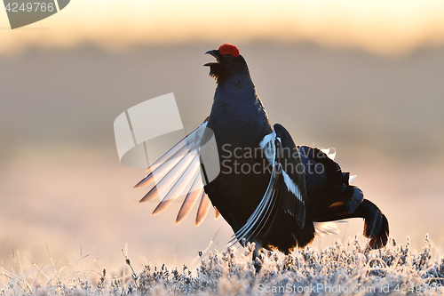 Image of black grouse shouting. black grouse calling at sunrise. black grouse (tetrao tetrix) at sunrise. rooster.