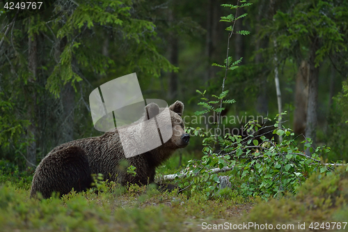 Image of brown bear resting in the forest