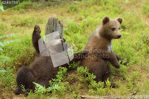 Image of young bear cubs playing. funny bears