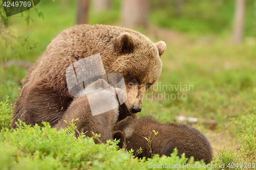 Image of brown bear mother with cubs in a forest