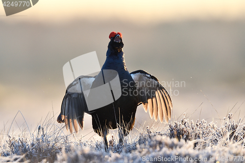 Image of black grouse shouting at sunrise. black grouse jumping.