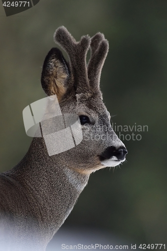 Image of Roebuck portrait. Roe deer portrait. Wild animal portrait. Roebuck with horns.