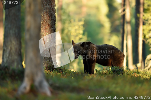 Image of brown bear in summer forest