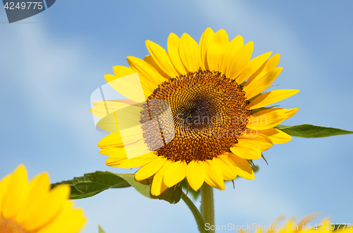 Image of Yellow big sunflower and blue sky