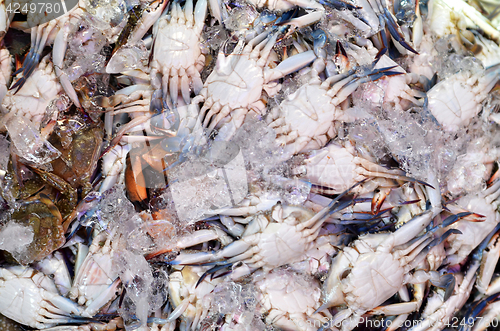 Image of Sea food market in Maeklong 