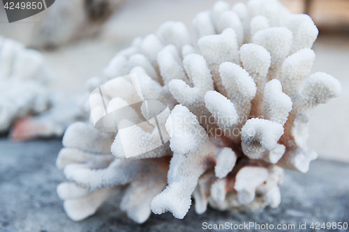 Image of hard stony coral