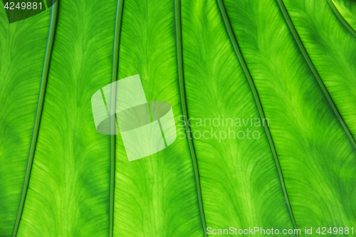 Image of green palm tree leaf texture