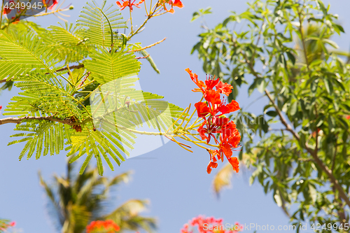 Image of flowers of delonix regia or flame tree outdoors