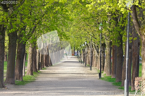 Image of PArk with line of trees