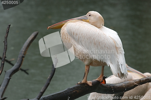 Image of Pelican near a lake