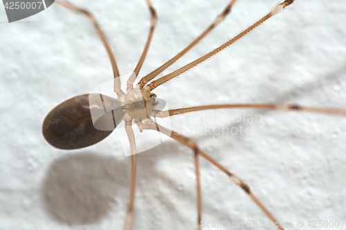 Image of Spider Extreme Closeup