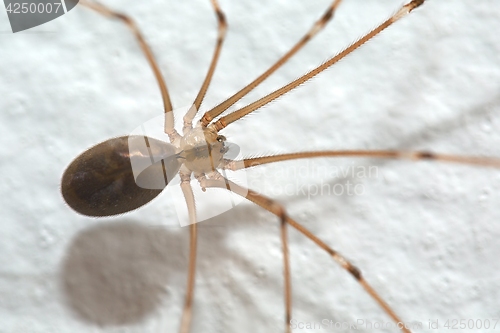 Image of Spider Extreme Closeup