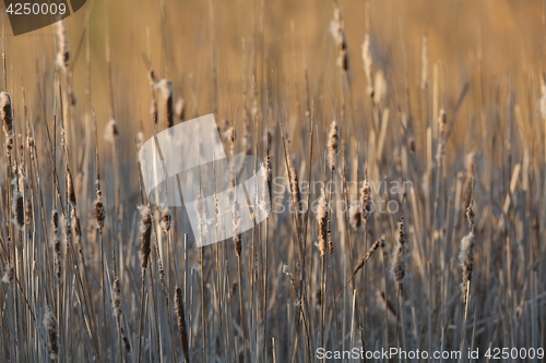 Image of Bulrush on the lakeside