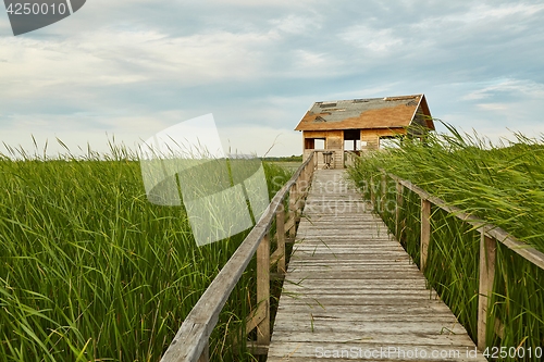 Image of Swamp walking path