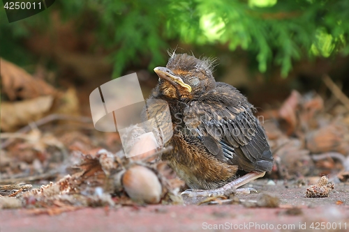 Image of Young baby bird sittin on the ground