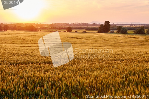 Image of Wheat field detail