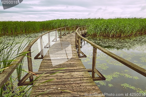 Image of Swamp walking path