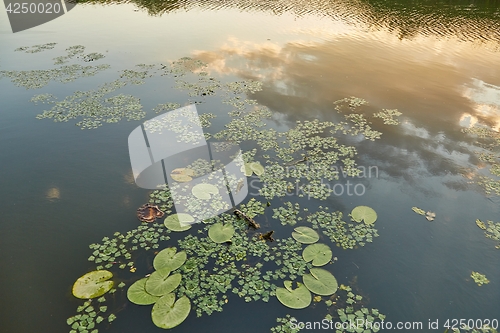 Image of Water surface with plants