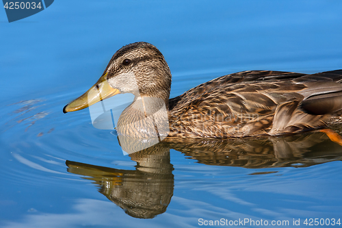 Image of swimming duck