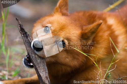 Image of playing hunting dog