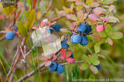 Image of bush of bog bilberry