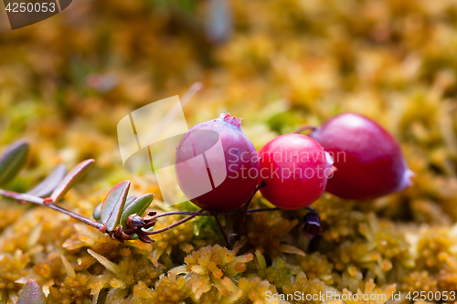 Image of Berry cranberries