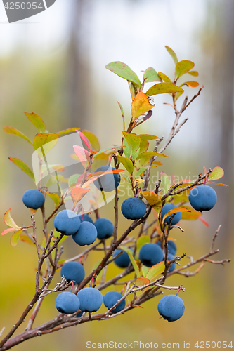 Image of ripe berry of bog bilberry