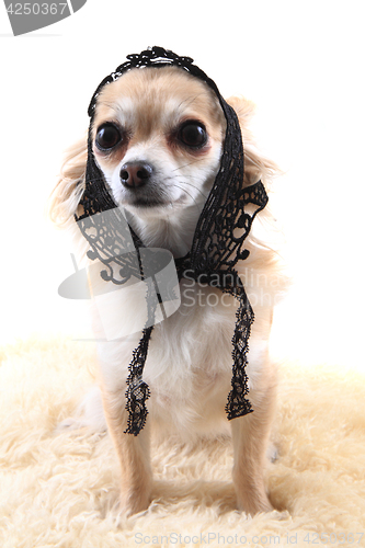 Image of chihuahua with sexy clothes