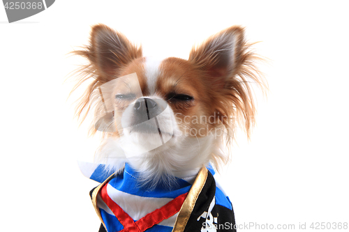 Image of chihuahua as pirate 
