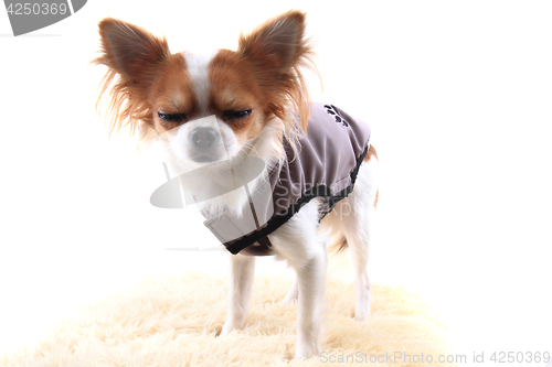 Image of chihuahua in warm clothes