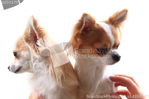 Image of two chihuahua is resting